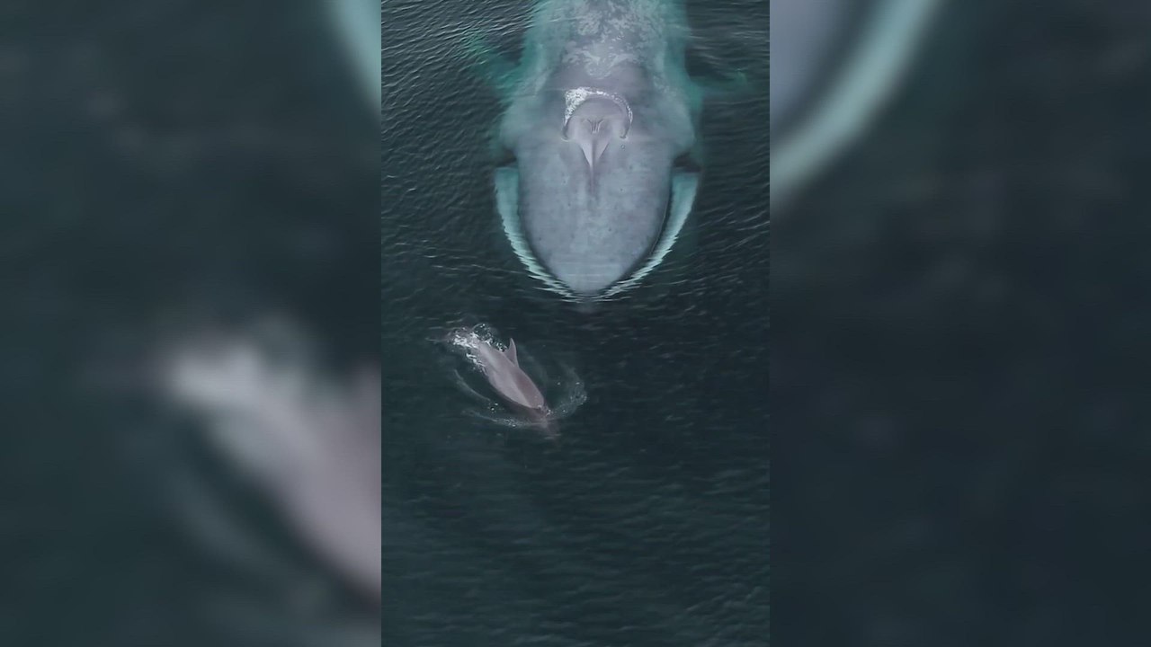 El papel clave de los pedos del animal más grande del mundo para salvar océanos: "Más caros que el oro en el mar"