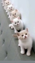 Ammazing cat Reaction video