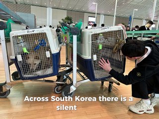 Help save Korean dogs - YOU can make a difference! - Part 2
