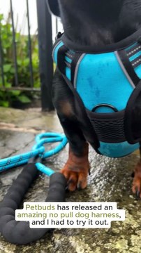 PetBuds Adjustable No Pull Dog Harness with Free Heavy Duty 5ft Dog Leash (3)