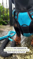 PetBuds Adjustable No Pull Dog Harness with Free Heavy Duty 5ft Dog Leash (3)