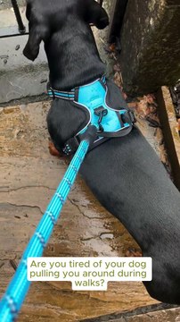 PetBuds Adjustable No Pull Dog Harness with Free Heavy Duty 5ft Dog Leash (4)