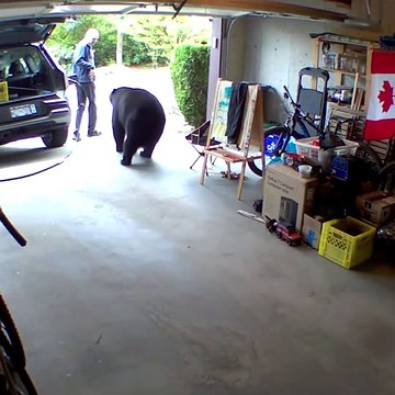 Il tombe sur un ours dans son garage... moment flippant