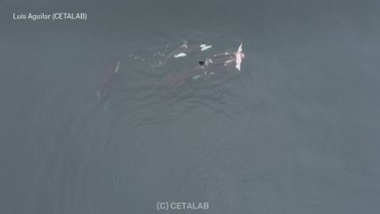 Las imágenes de las orcas desconocidas que han llegado al norte de Chile