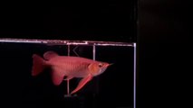 Very beautiful and elegant Super Red Arowana fish