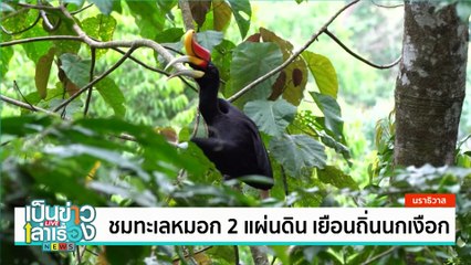 ชมทะเลหมอก 2 แผ่นดิน เยือนถิ่นนกเงือก | เป็นข่าวเล่าเรื่อง | 26 ก.ย. 67 | PART 2