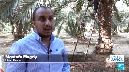 Egypt bets on ‘king of dates’ to boost exports