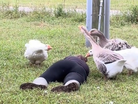 Frau stellt sich tot - ihre Gänse eilen zu Hilfe