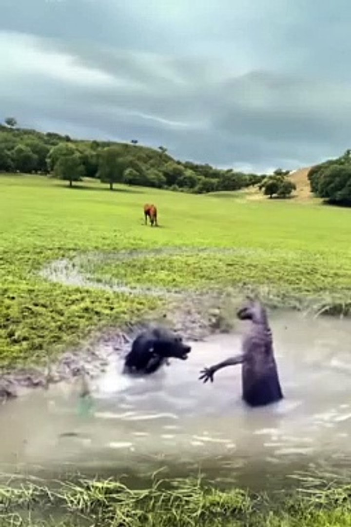 Funniest animals | cute animals