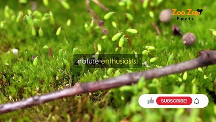 The Hidden World of Ants Fascinating Facts about Earth's Tiny Powerhouses