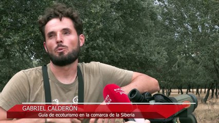 La berrea del ciervo: Un sonido "fuerte y estridente que envuelve la noche"