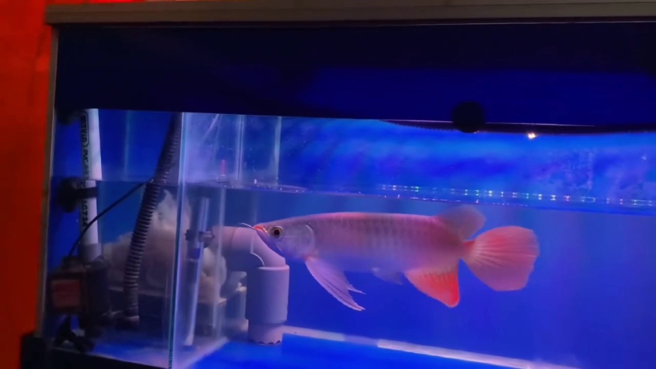 The Super Red Arowana Ornamental Fish is like a very beautiful model