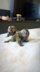Cutest Mini Monkey You'll ever see  #pygmymarmoset #monkey #cuteanimals