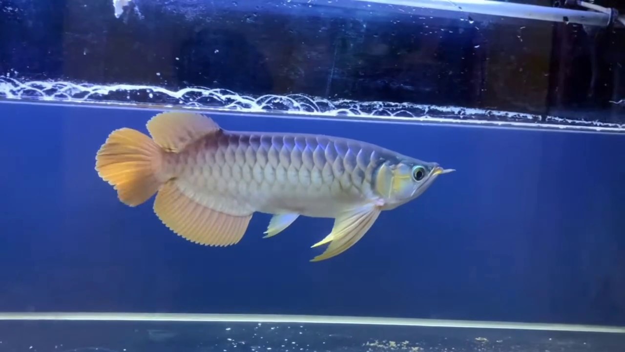 Super Red Arowana Ornamental Fish with truly stunning beauty