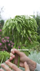 Quand et comment tailler les agapanthes ?