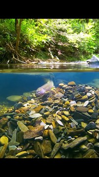 The male river chub builds nests by carefully choosing and arranging stones in the riverbed to create a mound that attracts females and provides a safe place for eggs.