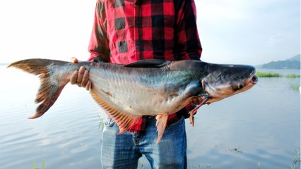 Video herunterladen: Ein ganz schön dicker Fisch: Hobbyangler zieht 95-Kilo-Wels aus dem Pilsensee