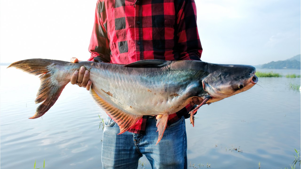 Ein ganz schön dicker Fisch: Hobbyangler zieht...