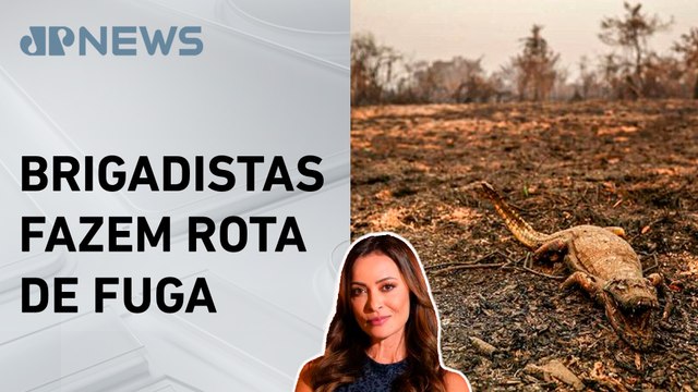 Animais são os mais prejudicados pelas queimadas; Patrícia Costa analisa