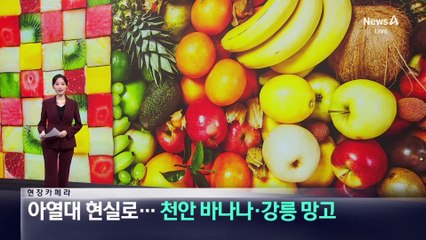 [현장 카메라]천안서 ‘바나나’ 재배…아열대 현실로