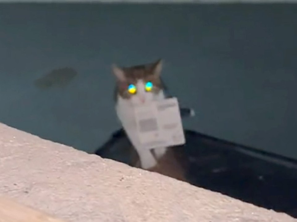 Diebische katze schleppt wertvolles rubbellos an