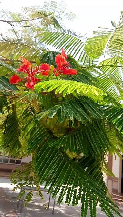 Beautiful flower