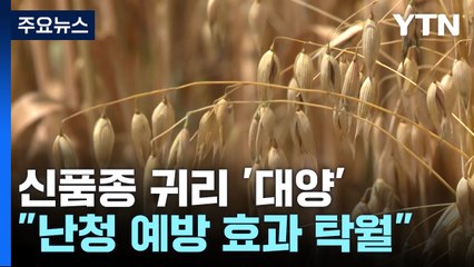 [녹색] 국내 신품종 귀리 '대양'..."난청 예방 효과 탁월" / YTN