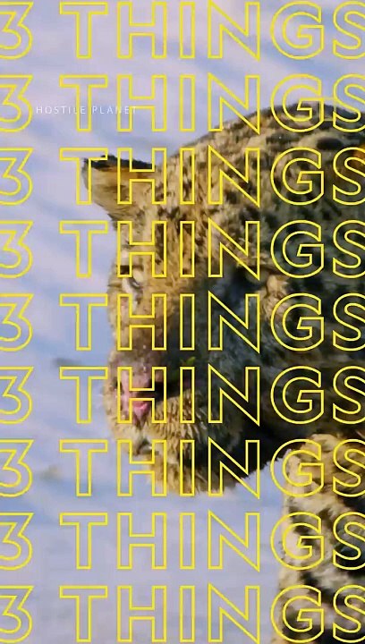 All about the epic jungle jaguar  #shorts