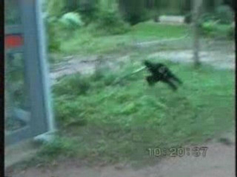 The chipper monkey