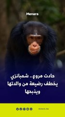 في حادث مروع.. شمبانزي يخطف رضيعة من والدتها ويذبحها