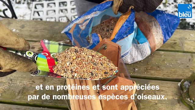 Roland Motte, jardinier : aider les oiseaux en hiver