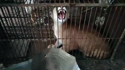IAT e Força Verde resgatam onça parda encontrada em propriedade rural de Umuarama - 2