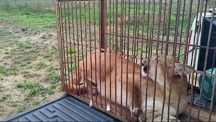 IAT e Força Verde resgatam onça parda encontrada em propriedade rural de Umuarama