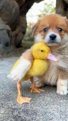 Friendly and caring animal My favorite pet 