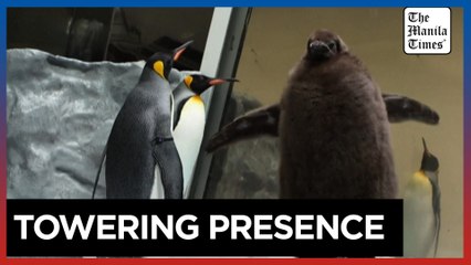 Meet Pesto: The Adorable Australian Penguin Chick Taking the Spotlight 🐧