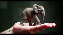 Elephant Balance: A Majestic Walk on Hands