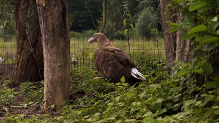 Pygargue à queue blanche : le retour du plus grand aigle de France