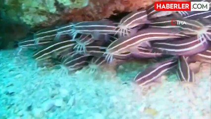 Antalya Körfezi'nde İlk Kez Görüntülenen Zehirli Çizgili Kedi Balığı