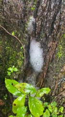 What's Causing These Unusual Changes in the Tree? 🌳