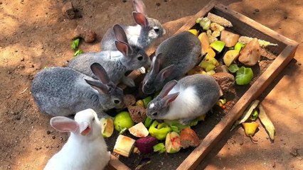 Tiny Titans: The Adorable World of Wild Babies