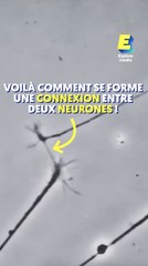 Comment se forme une connexion entre deux neurones ?