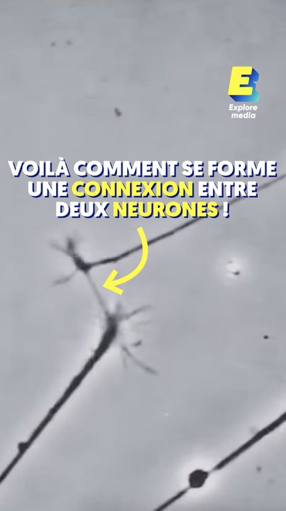 Comment se forme une connexion entre deux neurones ?
