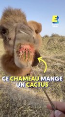 Ce chameau mange un cactus