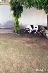 Download Video: Video: ¡Los defendió! Un pitbull protegió a sus pequeños dueños de una ‘cobra real’