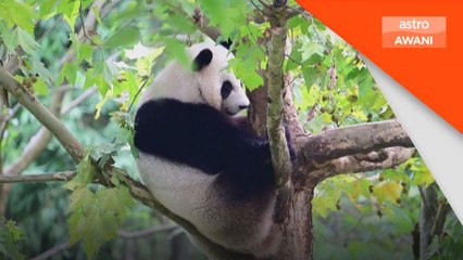 Pasangan panda gergasi tiba di Hong Kong