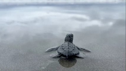 These Baby Sea Turtles Were Released and It Was One of the Sweetest Things You’ll See!