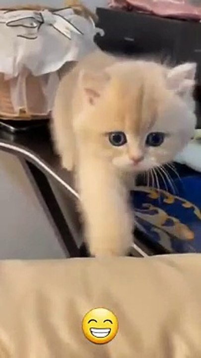Funny cat videos _ cute cats _ Try not to laugh _ Cat videos Compilation #shorts