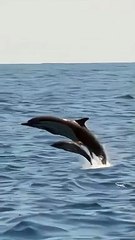 Baby dolphin sighting Baby Animals