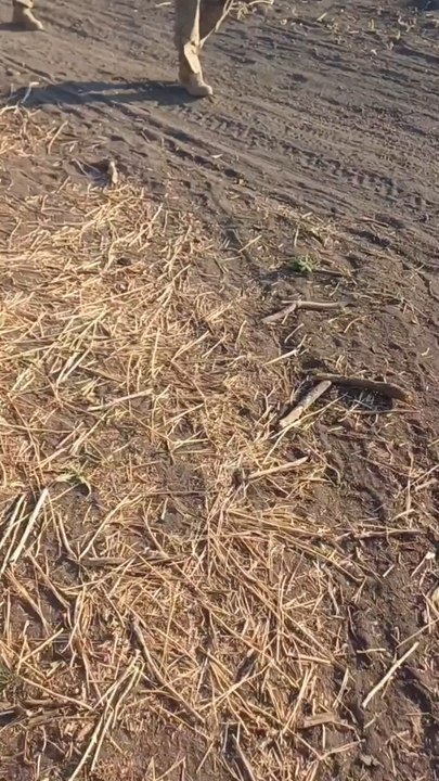 ❗️Prisonniers de guerre ukrainiens capturés sur le front d'Ugledar par des soldats russes de Bouriatie. ❗️Prisonniers de guerre     ukrainiens capturés sur le front d'Ugledar par des soldats russes de Bouriatie.