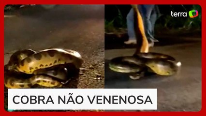 Sucuri-verde de 4 metros dá bote após ser atropelada em rodovia de Roraima
